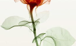 E264 - Serenity, Dulcy Wolverton, 2008 - from Kate Gerwe and Mindy Goldman